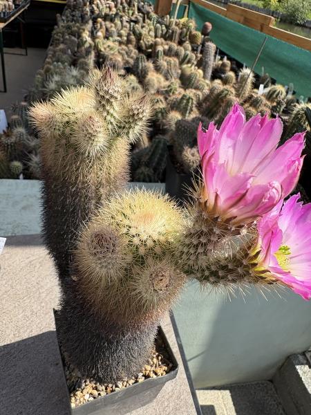 Echinocereus websterianus